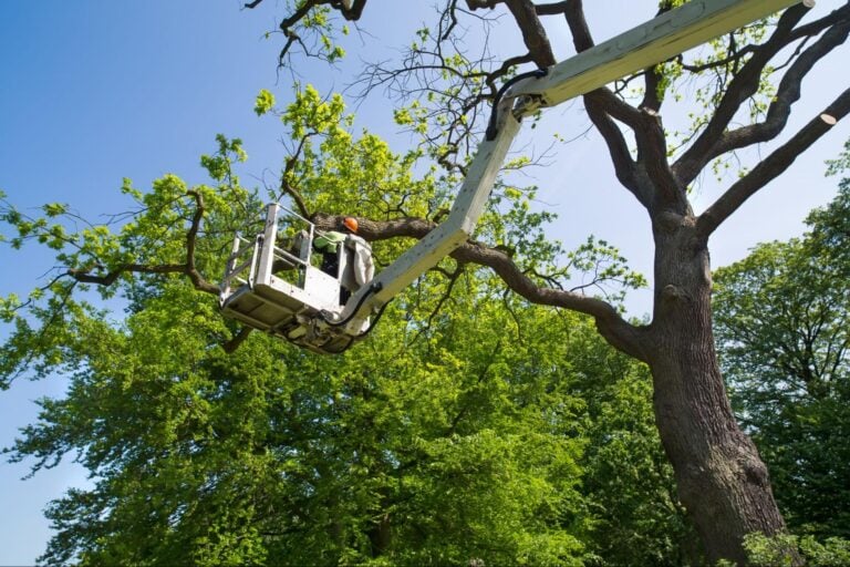 Worker in helmet uses cherry picker to trim large tree branches on a sunny day, illustrating expert tree service marketing.