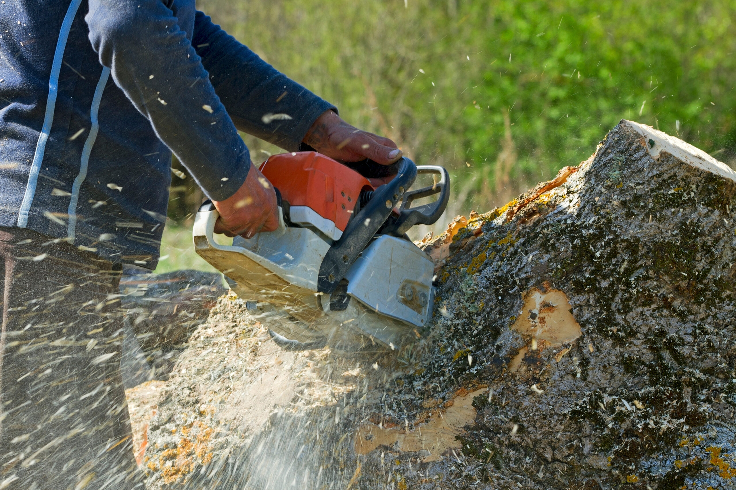 A skilled professional expertly operates an orange and white chainsaw, efficiently cutting through a large tree trunk with precision. Sawdust scatters in the air against a backdrop of lush green foliage, showcasing their exceptional tree service expertise.