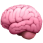 brain